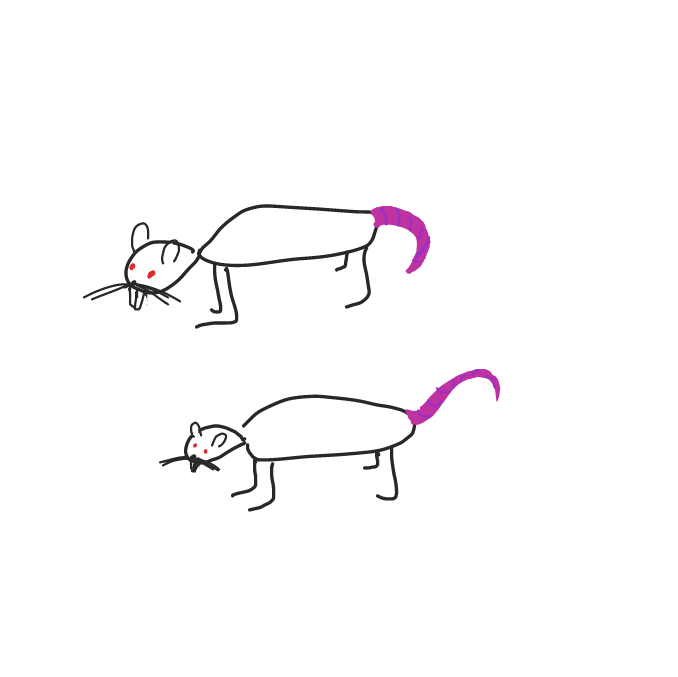 Drawing in rats by ArelaEstudio