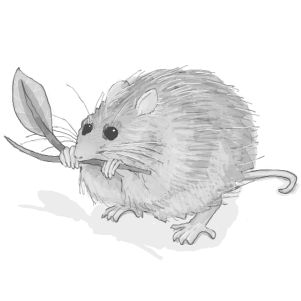rat!  maybe a bush rat would be most suitable too? rattus fuscipes? does that still count as a rat... - Online Drawing Game Comic Strip Panel by Chepley