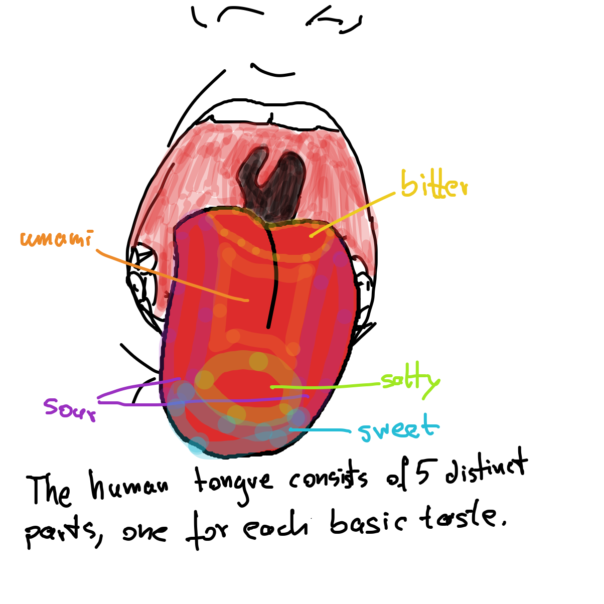 Acrually, there exist different taste receptors, but they are distributed equally all over the tongue. - Online Drawing Game Comic Strip Panel by Scribbledabble