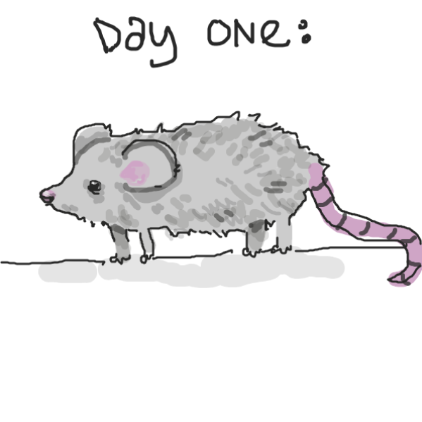 Drawing in rat transformation cycle by lemmonbars